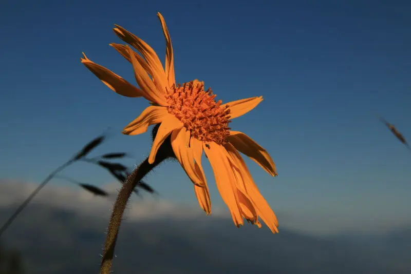 Andachtsbild von Unbekannt