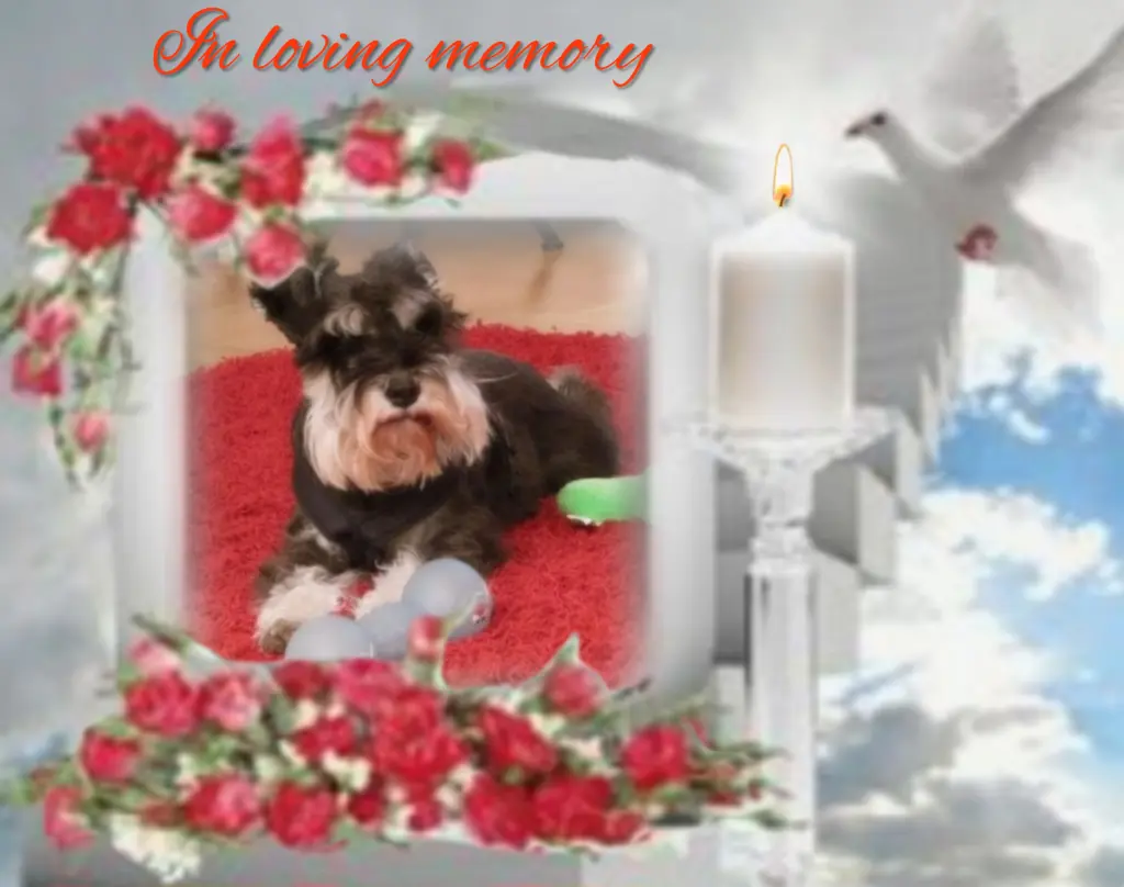 Andachtsbild von Linus♥️ geliebt♥️ und unvergessen♥️