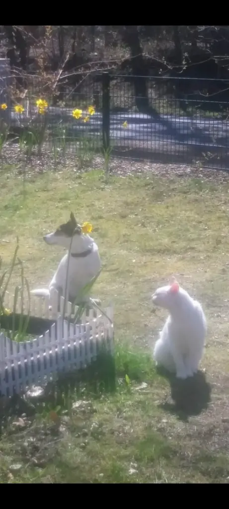 Andachtsbild von Anja&Carsten mit Spot-Simba im Herzen