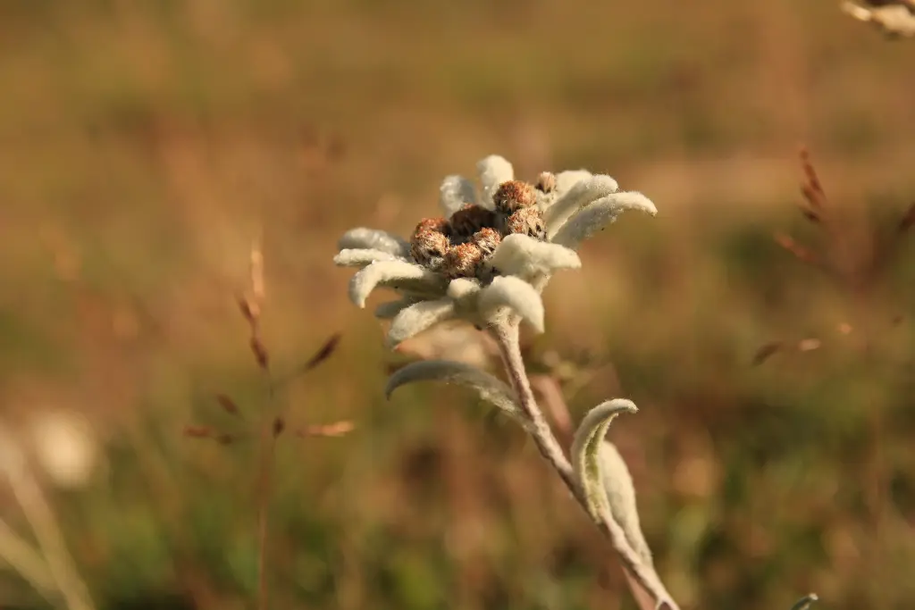 Andachtsbild von In Erinnerung  an Linus♥️