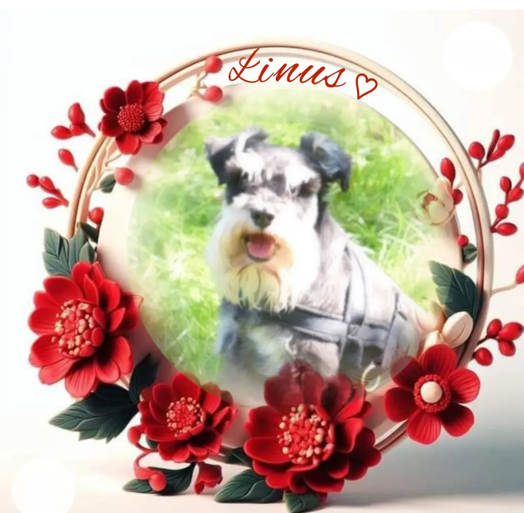 Andachtsbild von Linus♥️ geliebt♥️ und unvergessen♥️