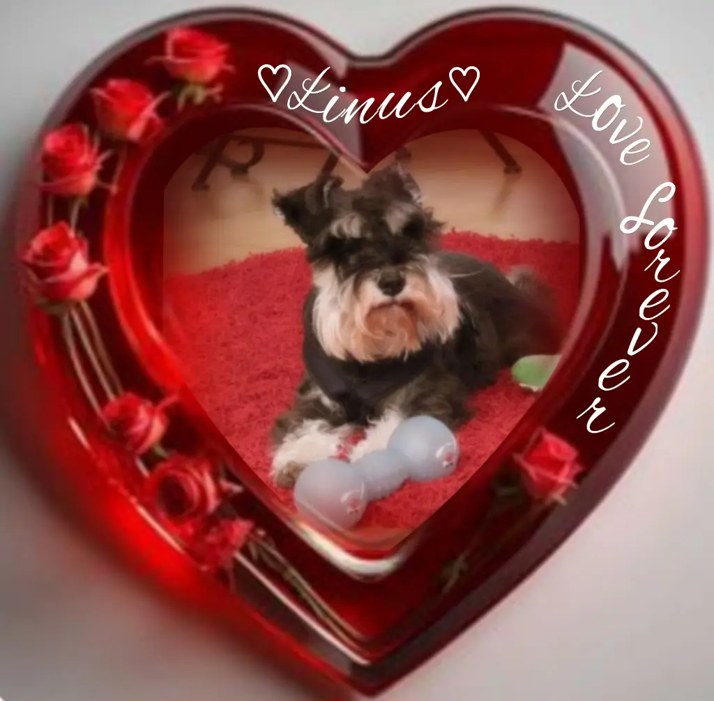 Andachtsbild von Linus♥️ geliebt♥️ und unvergessen♥️ 