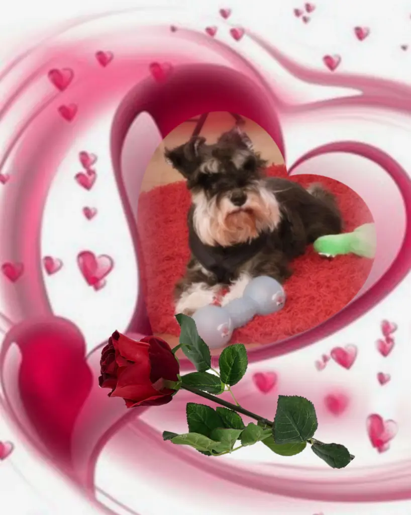 Andachtsbild von Linus♥️ geliebt♥️ und unvergessen♥️ 