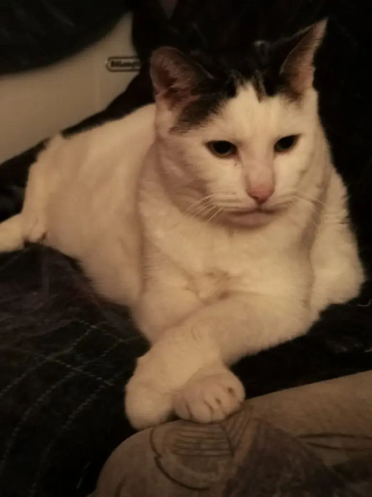 Andachtsbild von Olena mit Lesik im Herzen ❤