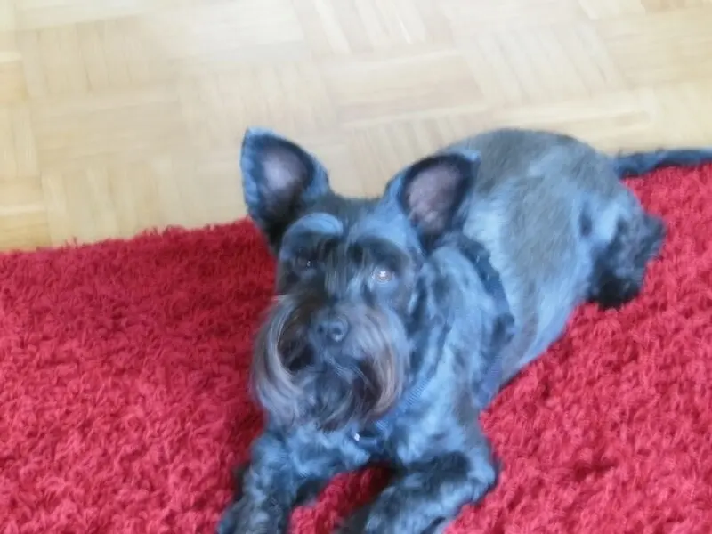 Andachtsbild von Iris 