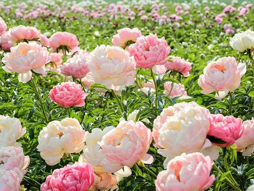 Andachtsbild von Iris