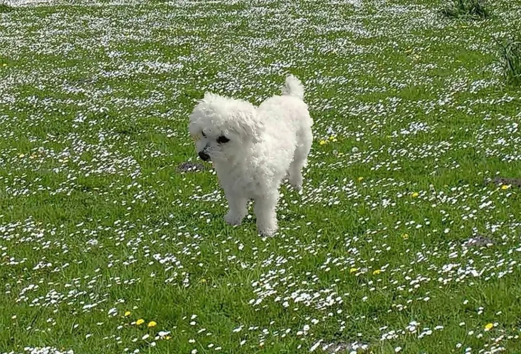 Andachtsbild von Snowy ♡