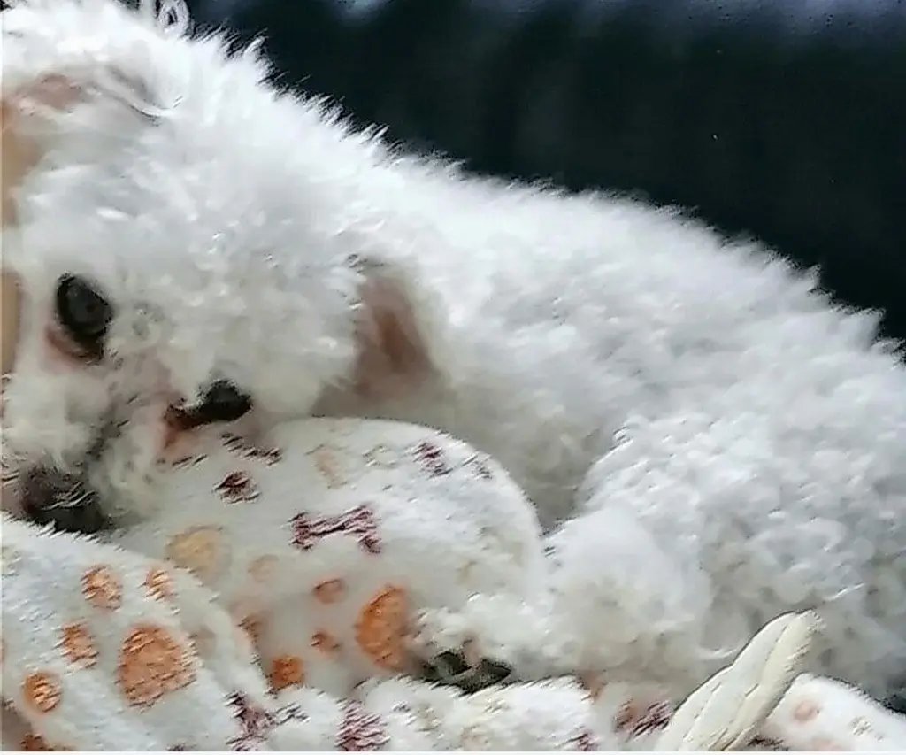 Andachtsbild von Snowy ♡