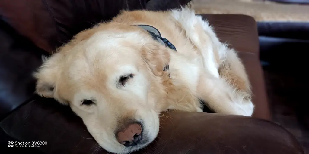 Andachtsbild von Monti ♥️⭐♥️Linus&Eliot