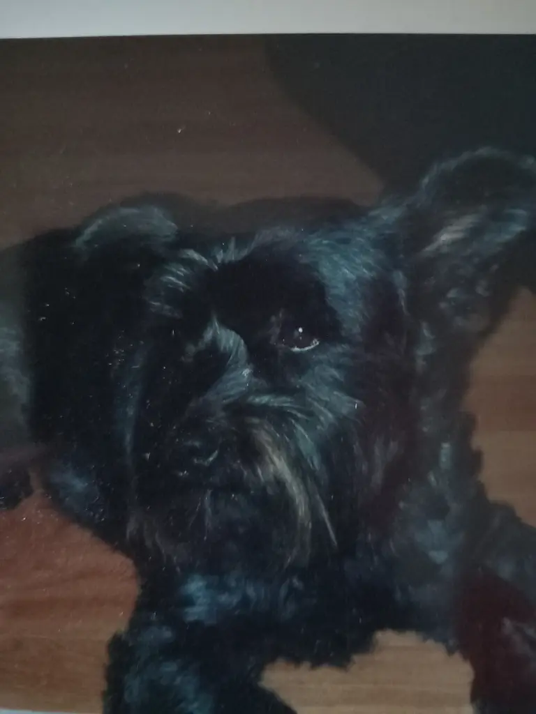 Andachtsbild von Iris