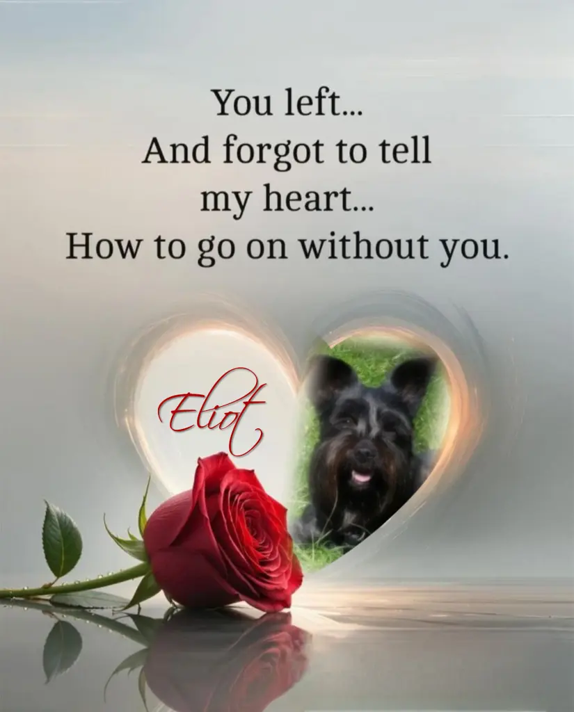 Andachtsbild von Eliot♥️ geliebt♥️ und unvergessen♥️