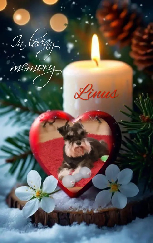 Andachtsbild von Linus♥️ geliebt♥️ und unvergessen♥️