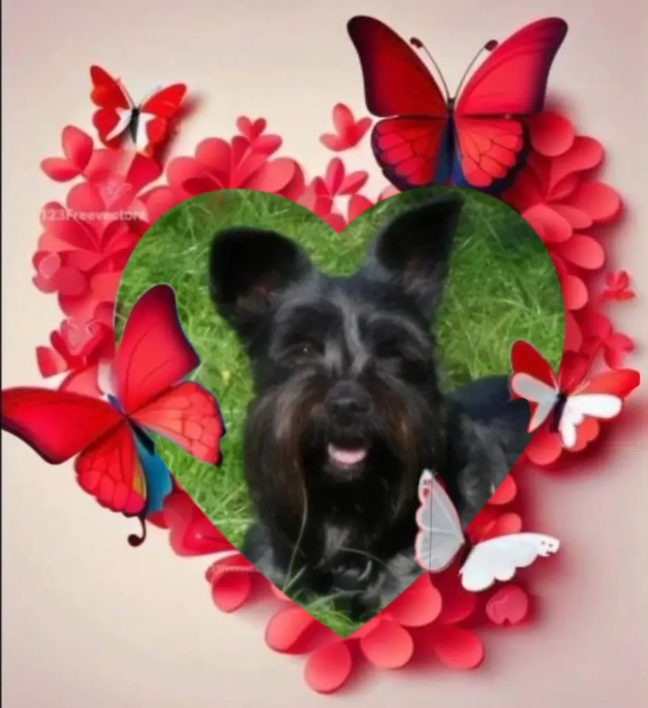 Condolence image of Eliot♥️ geliebt♥️ und unvergessen♥️