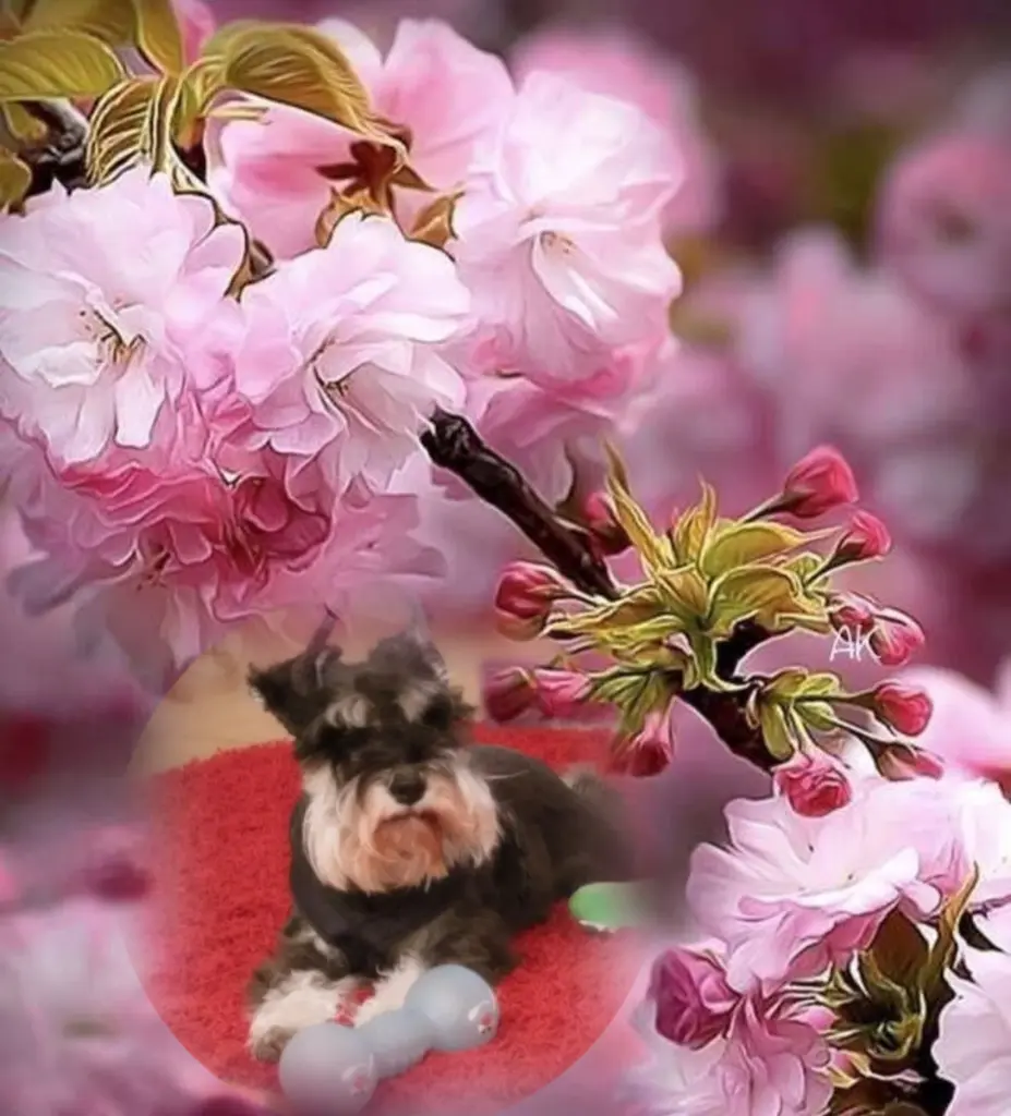 Condolence image of Linus♥️ geliebt♥️ und unvergessen♥️