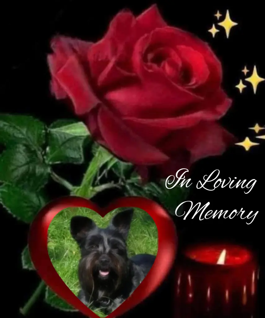 Condolence image of Eliot♥️ geliebt♥️ und unvergessen♥️