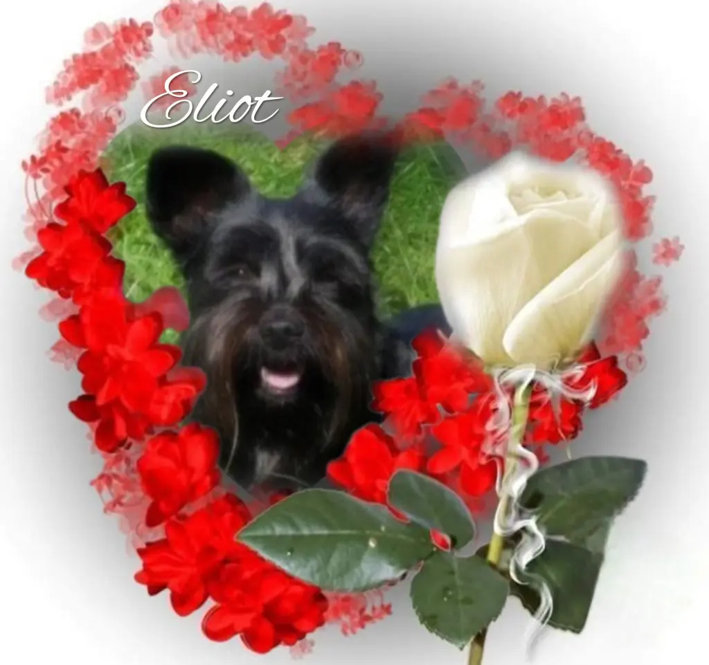 Condolence image of Eliot♥️ geliebt♥️ und unvergessen♥️