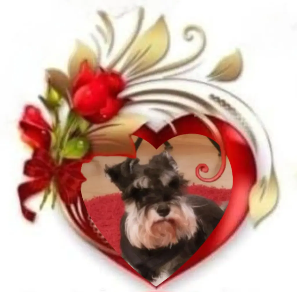 Condolence image of 🌹Linus🌹 geliebt♥️ und unvergessen♥️