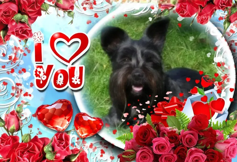 Condolence image of 🌹Eliot🌹 geliebt♥️ und unvergessen♥️