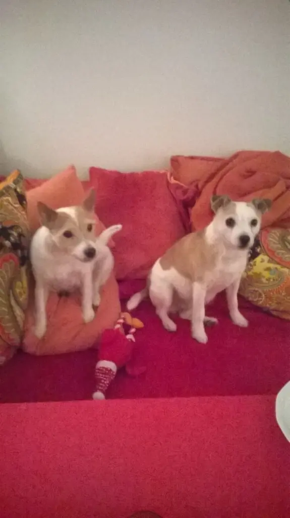 Condolence image of Petra mit Pebbels und Dottie im Herzen