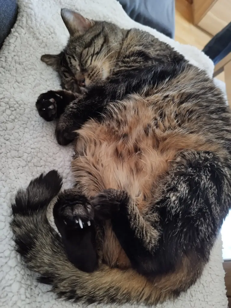Bild von Frieda