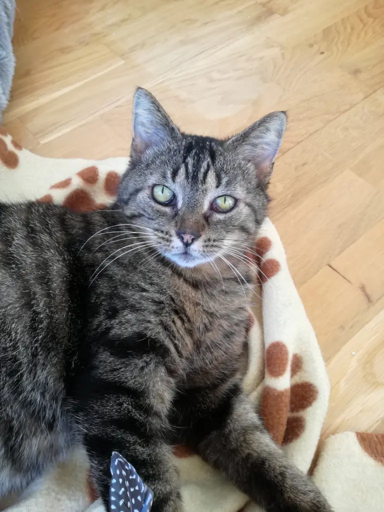 Bild von Frieda