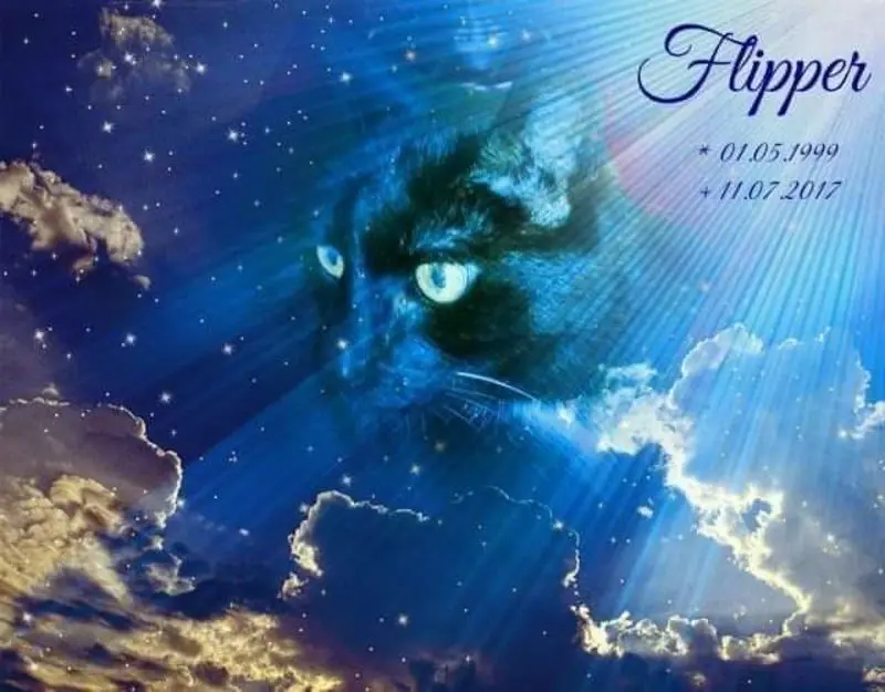 Condolence image of Renate Limburg