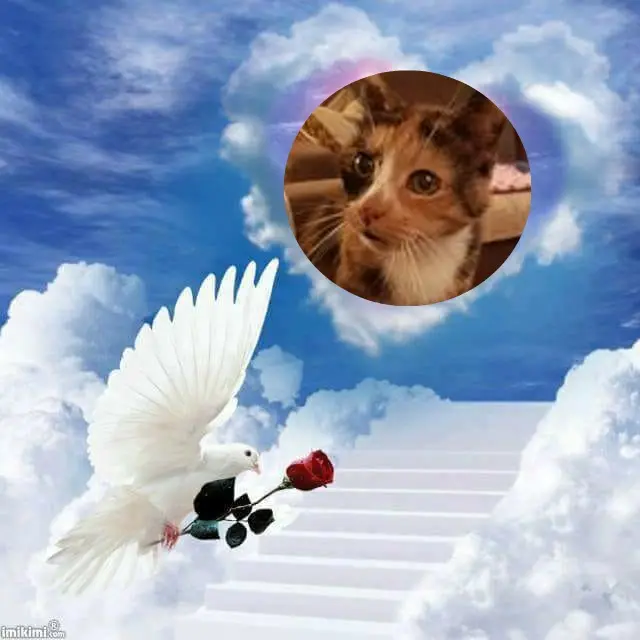 Condolence image of Fur Muckileinchen❤️⭐️