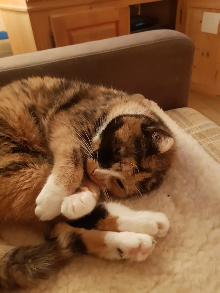 Condolence image of deiner Ilse in Liebe zum 1. Monatsgedenken