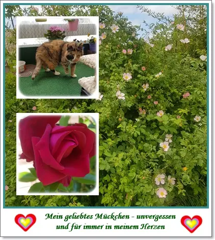 Andachtsbild von deiner Ilse in Liebe zum 3. Monatsgedenken