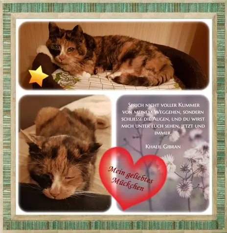 Andachtsbild von deiner Ilse in Liebe zum 9. Monatsgedenken