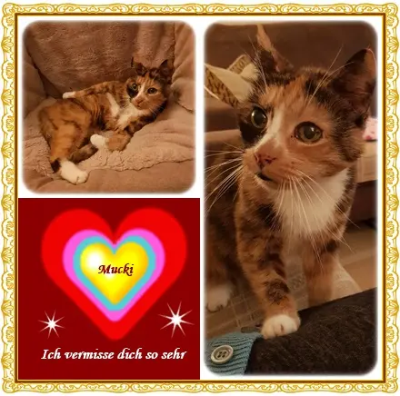 Andachtsbild von deiner Ilse in Liebe zum 11. Monatsgedenktag