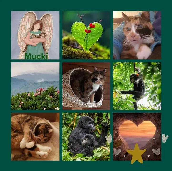 Condolence image of Rosen zum 1. Sternchengeburtstag für Mucki