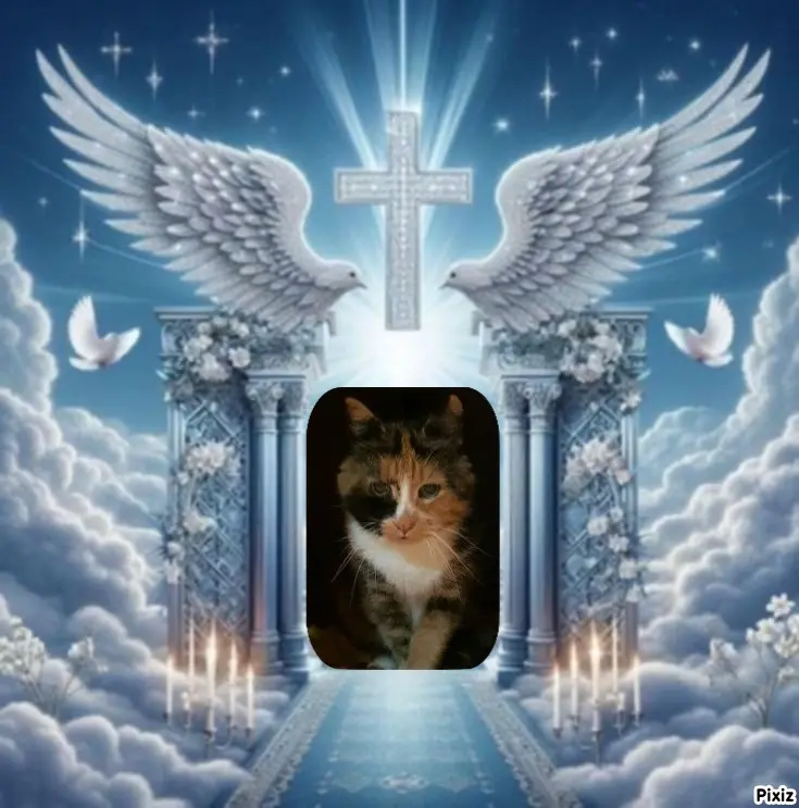 Condolence image of Tanja mit Timmy im Herzen