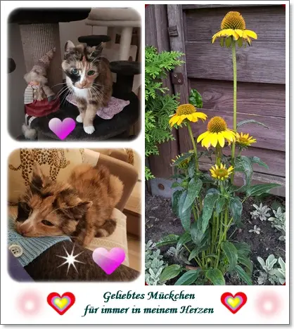 Condolence image of deiner Ilse in Liebe zum 14. Monatsgedenken