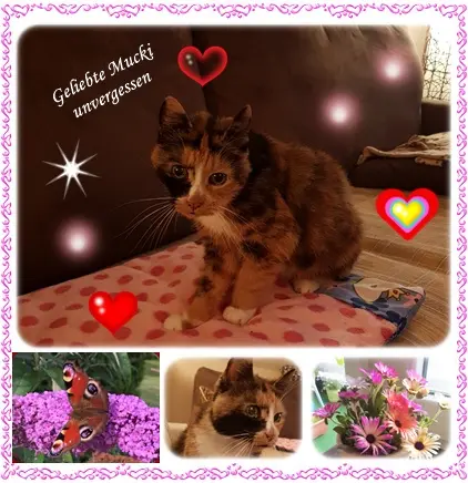 Andachtsbild von deiner Ilse in Liebe zum 15. Monatsgedenken