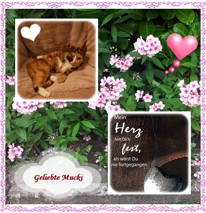 Andachtsbild von deiner Ilse in Liebe zum 16. Monatsgedenken