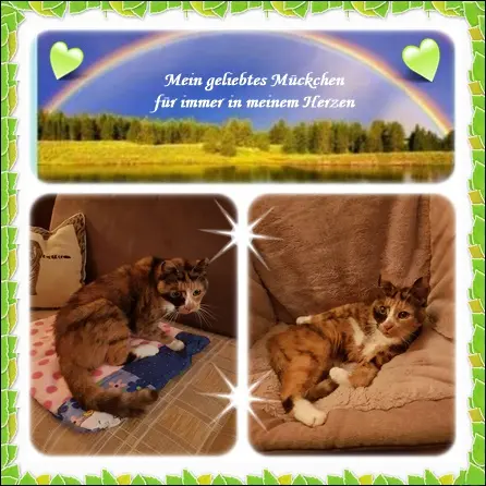 Andachtsbild von deiner Ilse in Liebe zum 18. Monatsgedenken