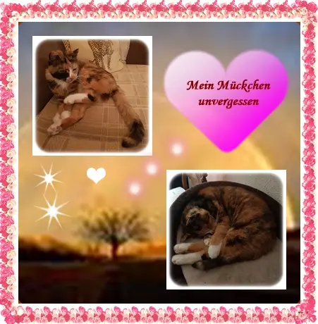 Andachtsbild von deiner Ilse in Liebe zum 21. Monatsgedenken