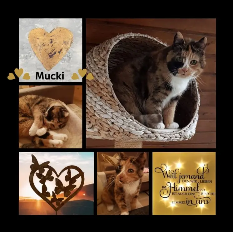 Andachtsbild von Eine Rose für Mucki