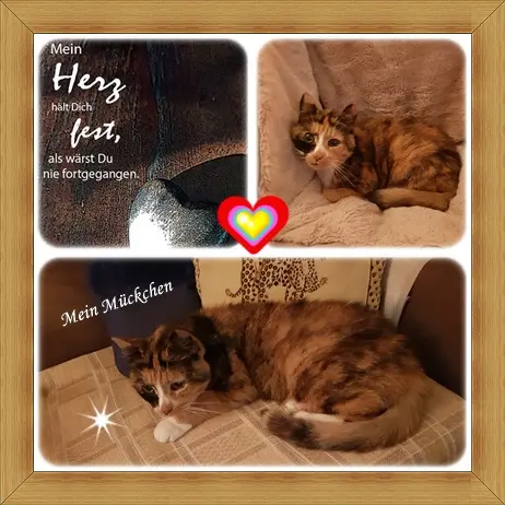 Andachtsbild von deine Ilse in Liebe zum 23. Monatsgedenken