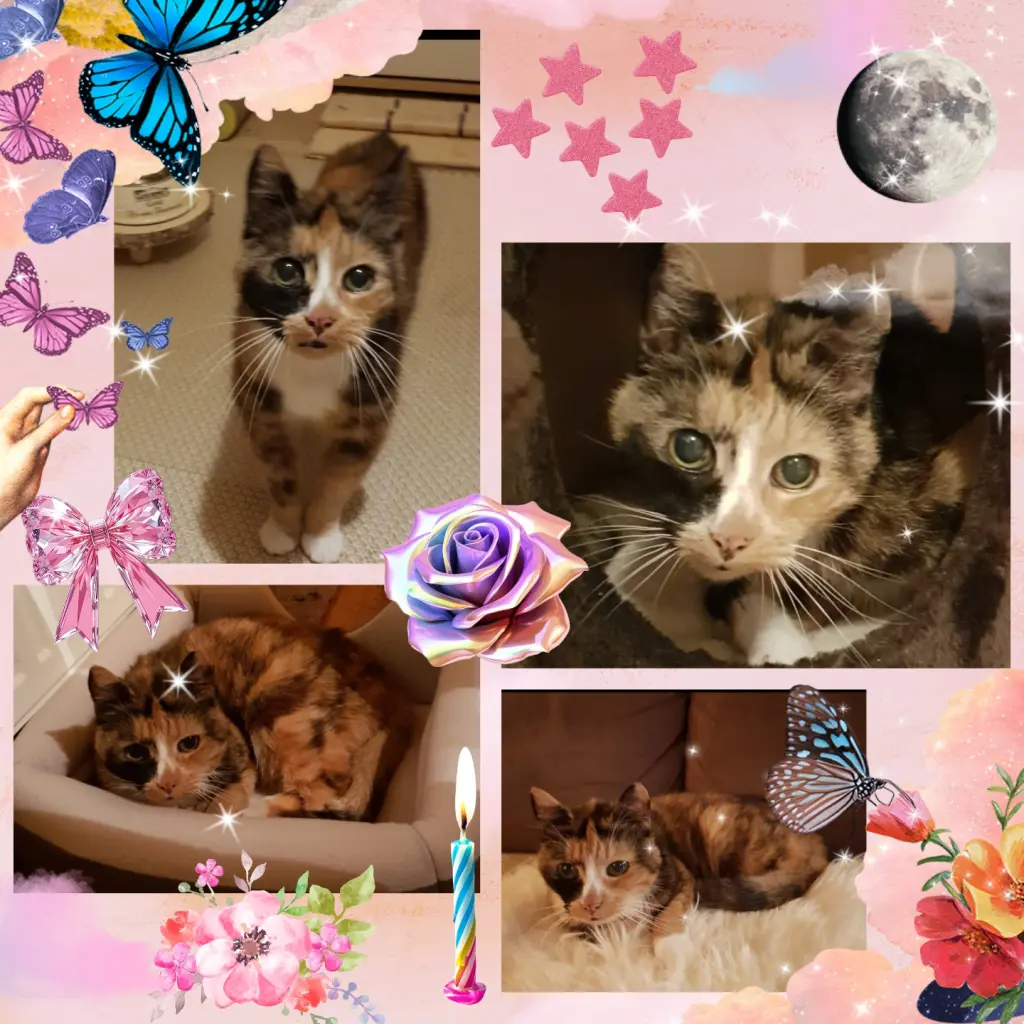 Andachtsbild von ❤️2. Sternchengeburtstag Mucki❤️