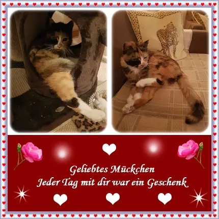 Andachtsbild von Deine Ilse in Liebe zum 27. Monatsgedenken