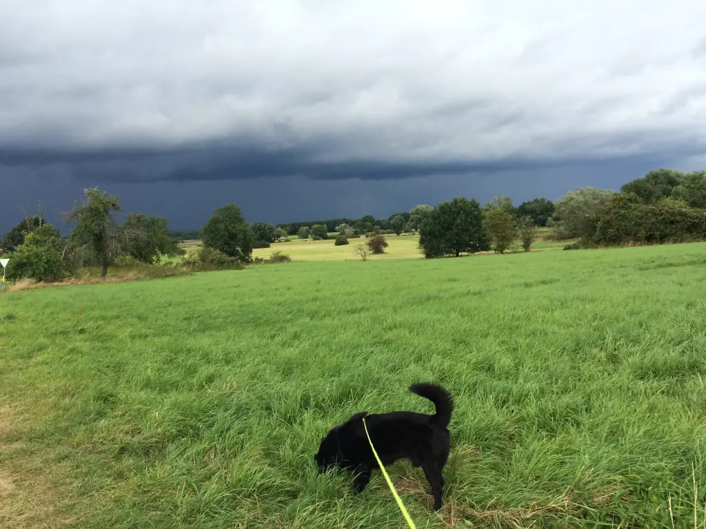 Condolence image of Silke mit Bocci im Herzen