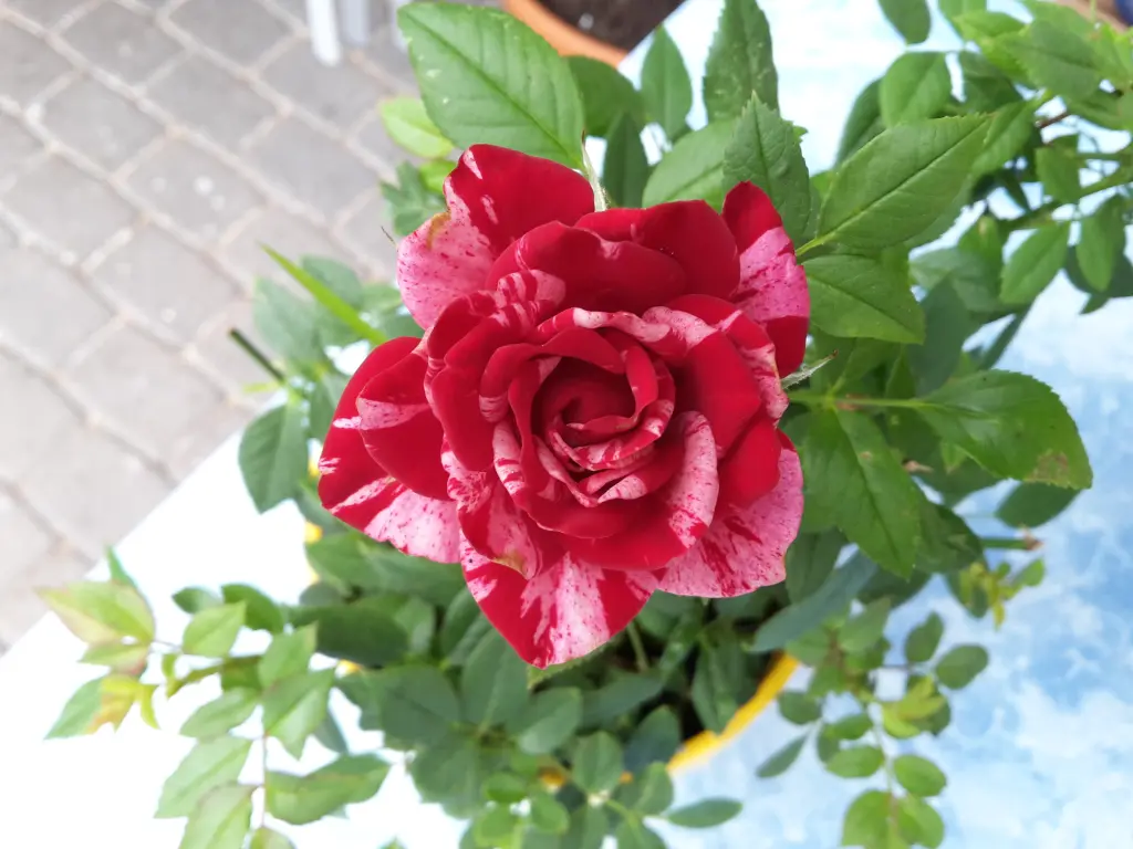 Condolence image of Jutta mit Purzel tief im Herzen