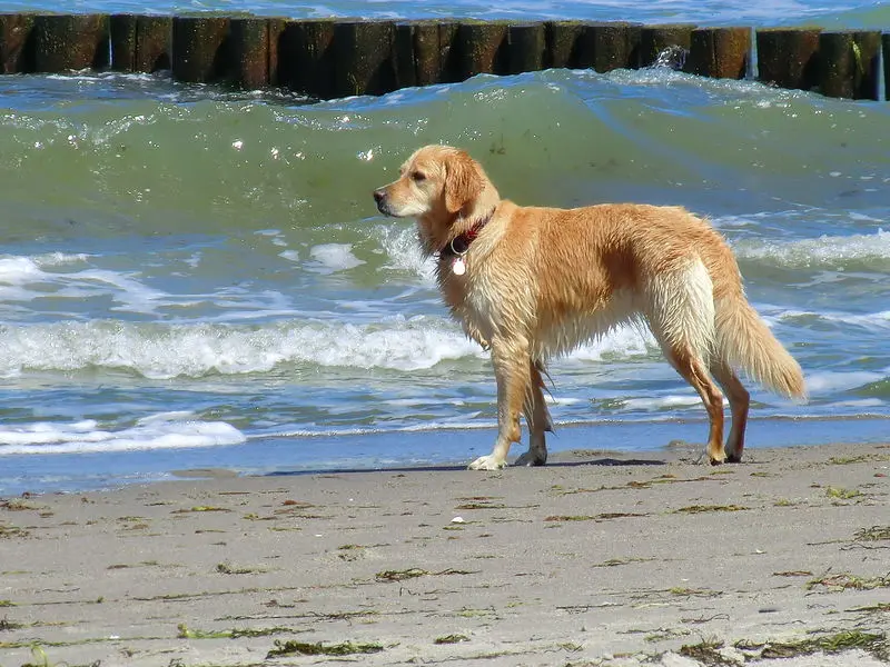 Condolence image of Irina mit Shiva im Herzen