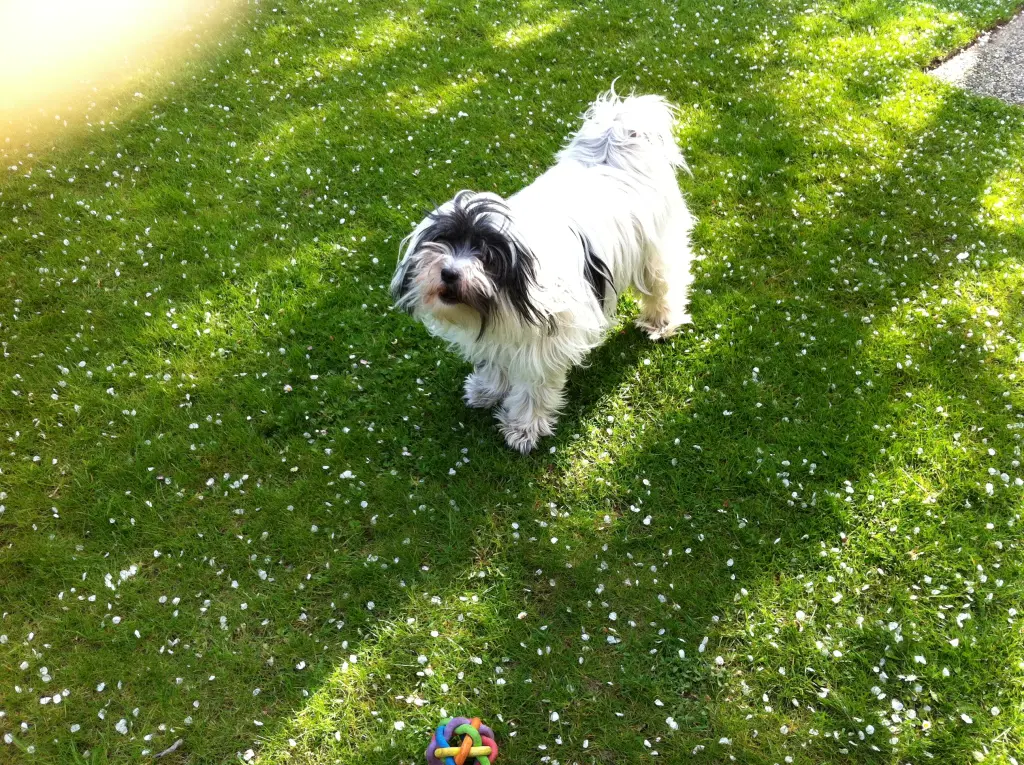 Condolence image of Doris mit Lizzy im Herzen