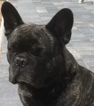 Condolence image of Anett mit Leo