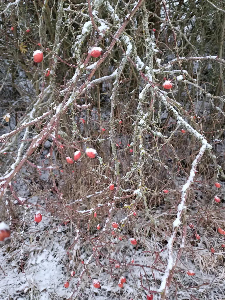 Condolence image of  C.mit Skylar im ❤️