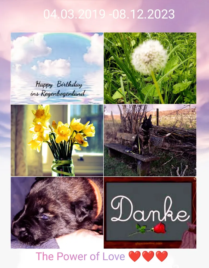 Condolence image of Claudia mit Skylar ganz tief im Herzen ❤️