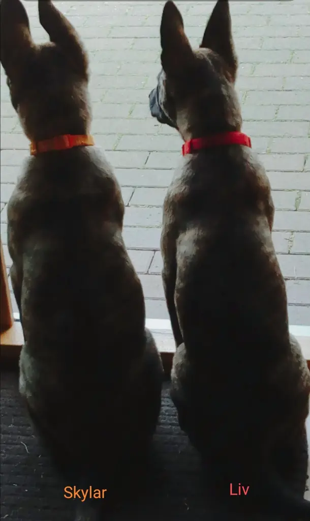 Condolence image of Claudia mit Skylar ganz tief im Herzen ❤️